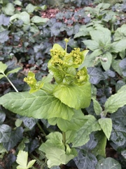Smyrnium perfoliatum