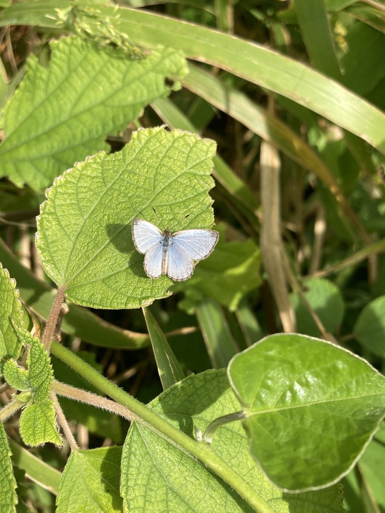 Gossamer Winged Butterflies In January 2024 By W O INaturalist   Large 