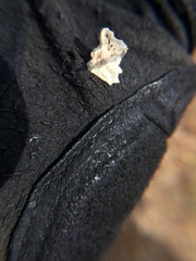 Atriplex canescens canescens