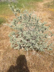 Atriplex canescens canescens