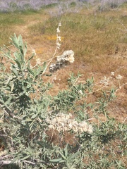Atriplex canescens canescens