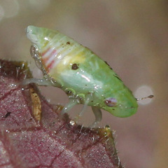 Hemiptera