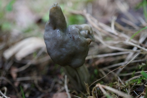 観察された菌類