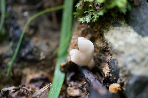 Helvella elastica