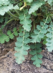 Phacelia rupestris