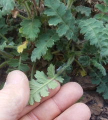 Phacelia rupestris