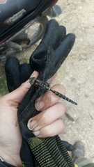 Rhionaeschna marchali