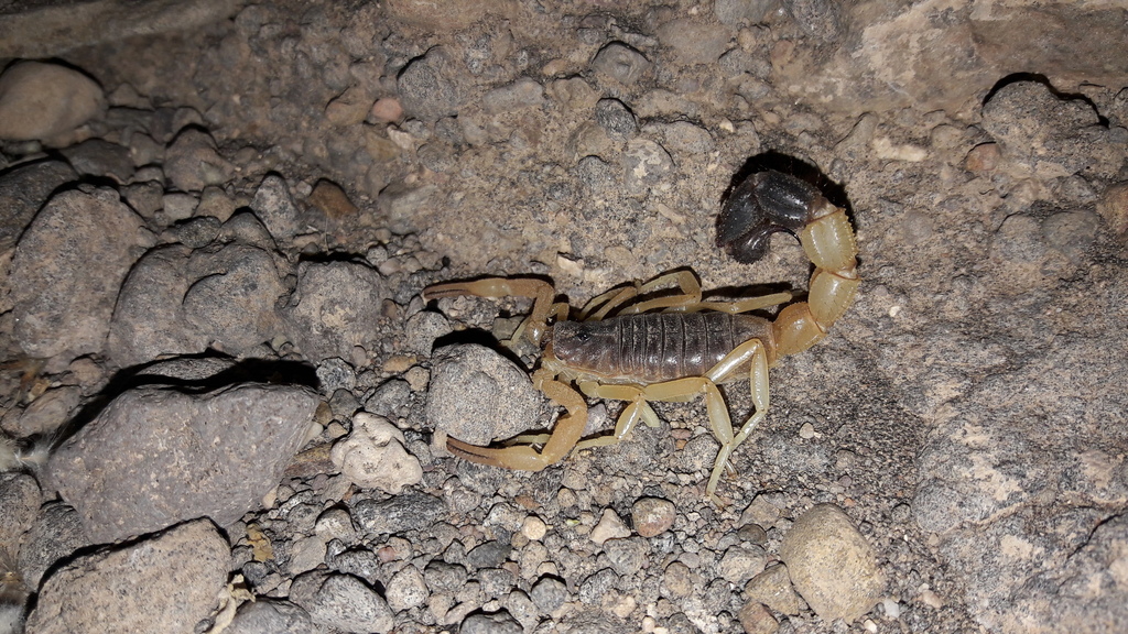 Ethiopian Thicktail Scorpion