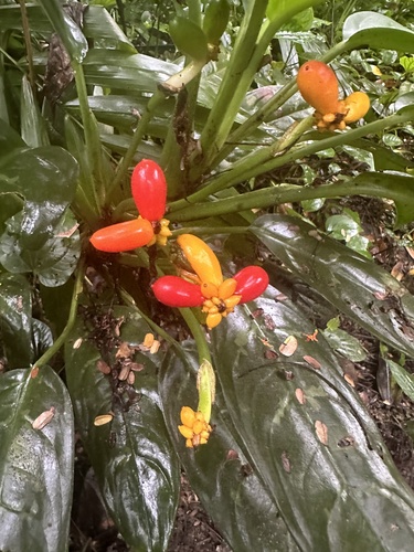 Petit Aglaonema 4
