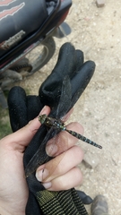 Rhionaeschna marchali