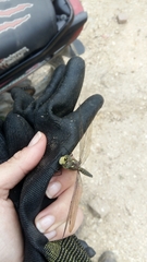 Rhionaeschna marchali