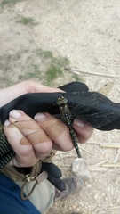 Rhionaeschna marchali