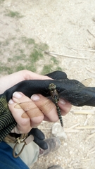 Rhionaeschna marchali