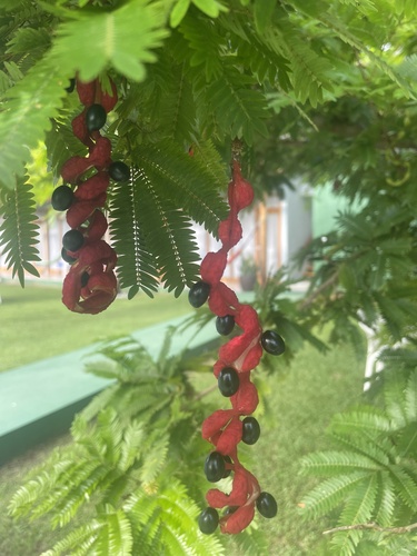 Foto de Pau-ferro