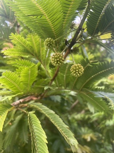 Foto de Pau-ferro