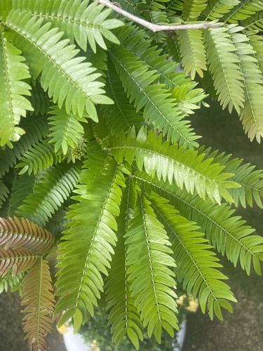 Foto de Pau-ferro