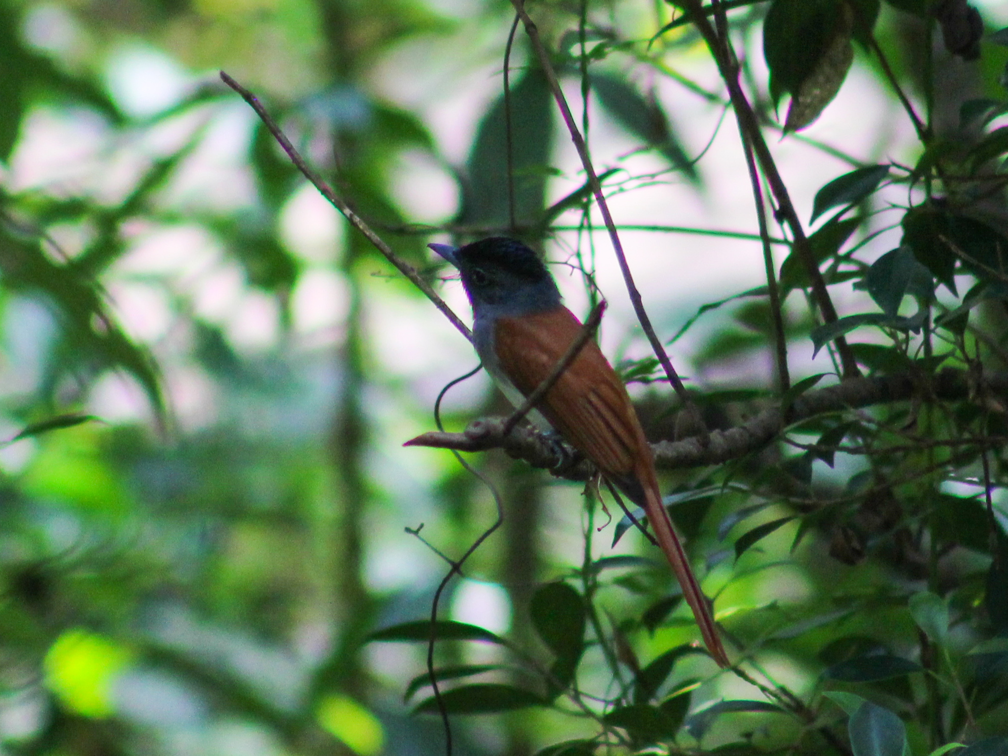 Blyth's Paradise-Flycatcher illustration