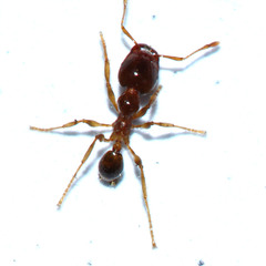 Formicidae