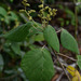 Macaranga involucrata - Photo (c) Russell Cumming, algunos derechos reservados (CC BY-NC), subido por Russell Cumming