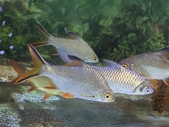 Tinfoil Barb photo 4