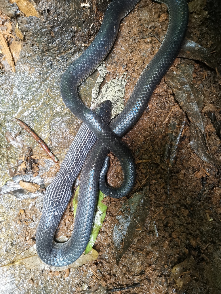 Slaty-grey snake from オーストラリア 〒4884 クイーンズランド レイク・イーチャム on March 22 ...