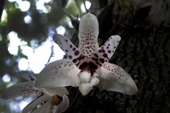 Stanhopea martiana
