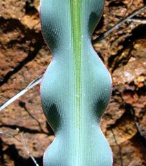 Chlorogalum grandiflorum