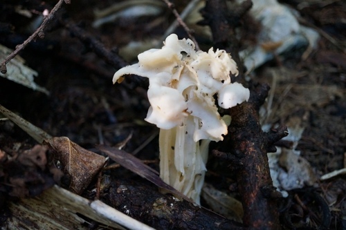 Helvella crispa