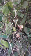 Rhynchosia precatoria