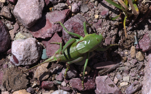 Mormon cricket