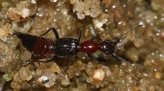 Paederus variiceps