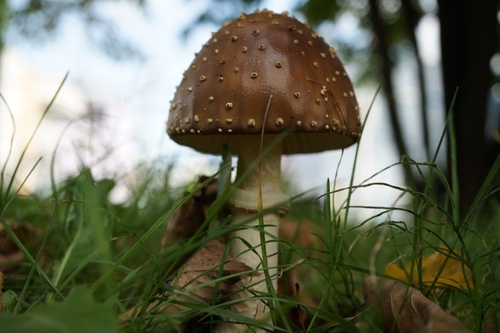 Amanita sychnopyramis