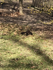 Sciurus carolinensis