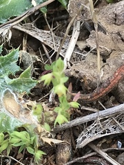 Lysimachia linum-stellatum