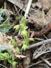Lysimachia linum-stellatum