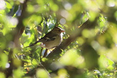Fringilla coelebs
