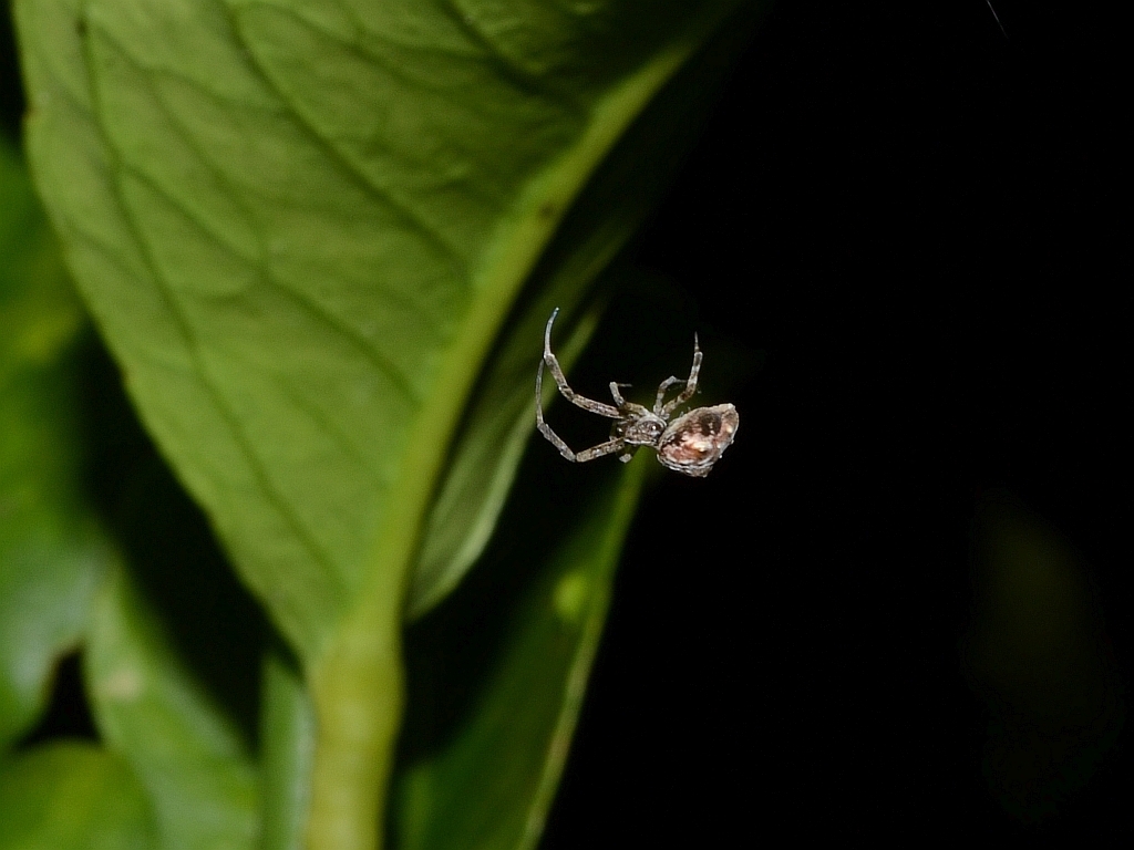 Uloborus planipedius