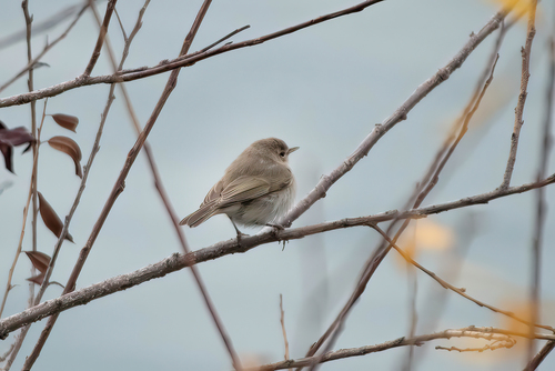 Mosquitero común (Phylloscopus collybita)