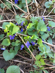 Viola