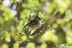 Fringilla coelebs