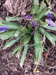 Hyacinthoides non-scripta