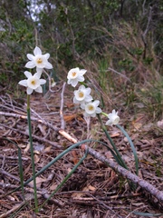 Doubtful Daffodil (Narcissus dubius)