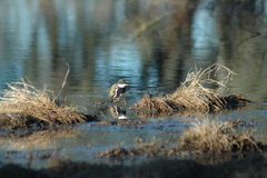 Erythrogonys cinctus