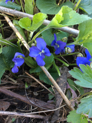 Viola