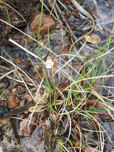 Pale butterwort (Pinguicula lusitanica)