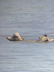 Graptemys ouachitensis