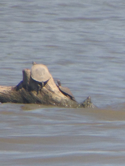 Graptemys ouachitensis