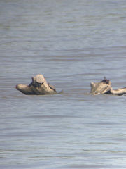 Graptemys ouachitensis