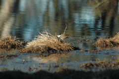 Erythrogonys cinctus