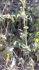 Aristolochia taliscana